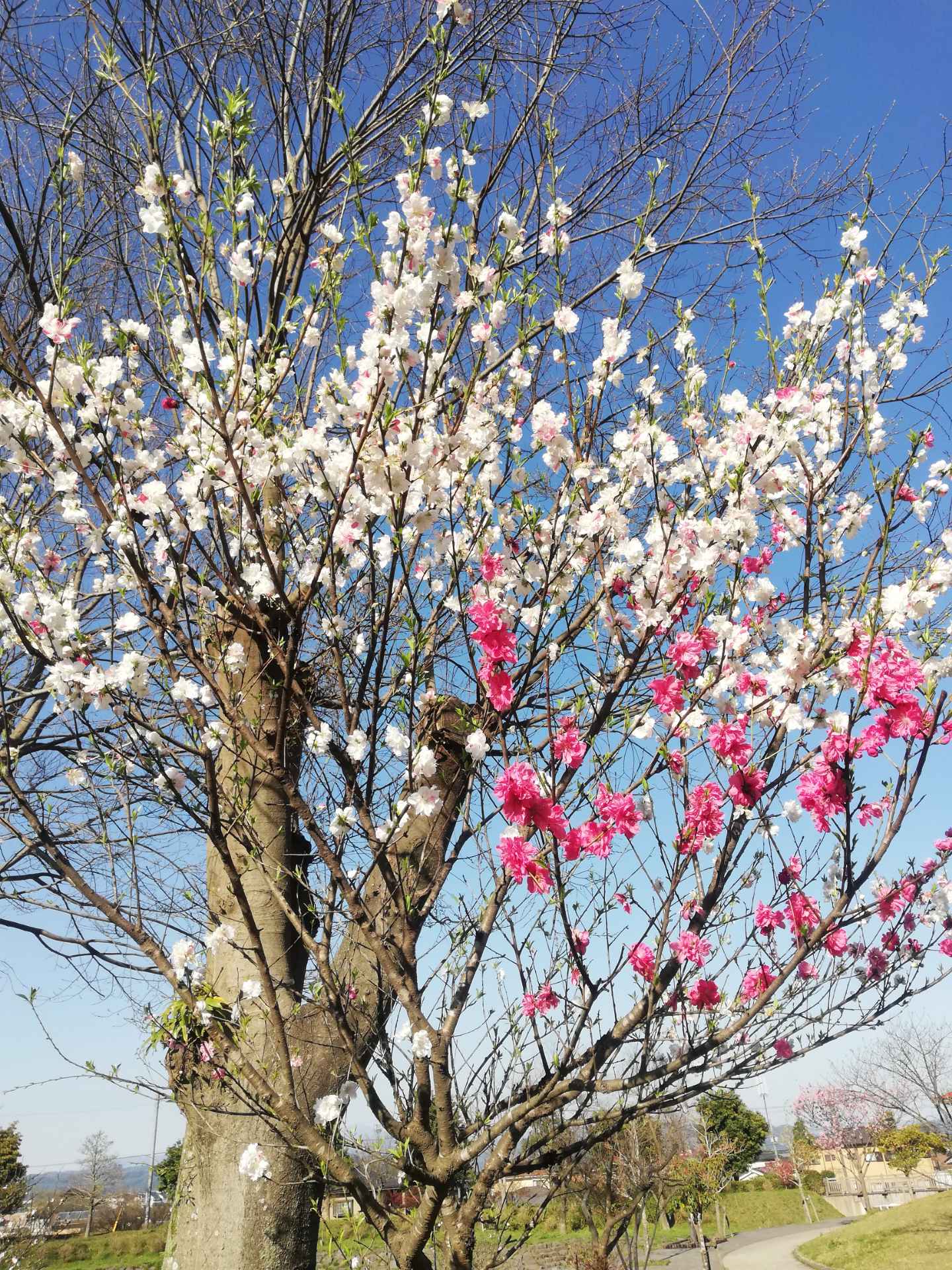 ４月も中旬をすぎましたが…(*^_^*)