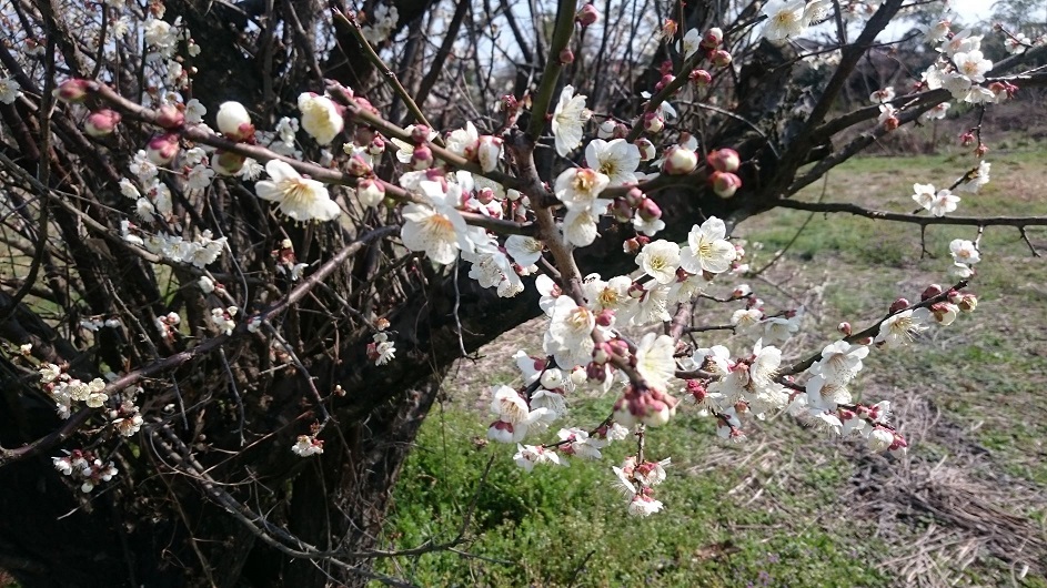 春はもうすぐ・・・🌸