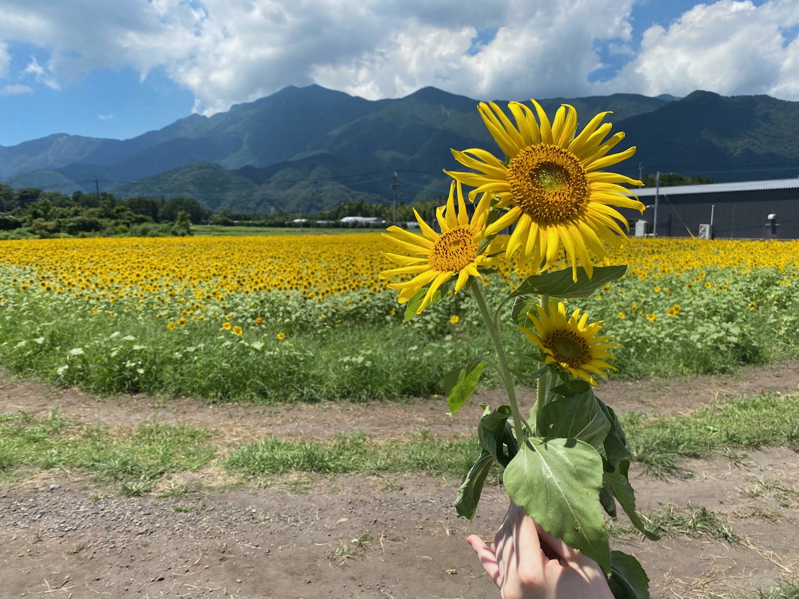 夏といえば、、☀