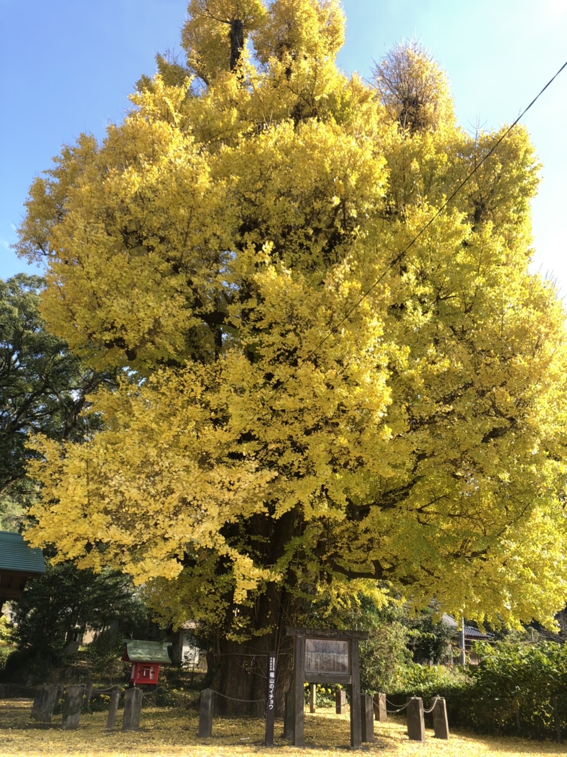 子どものむし歯について