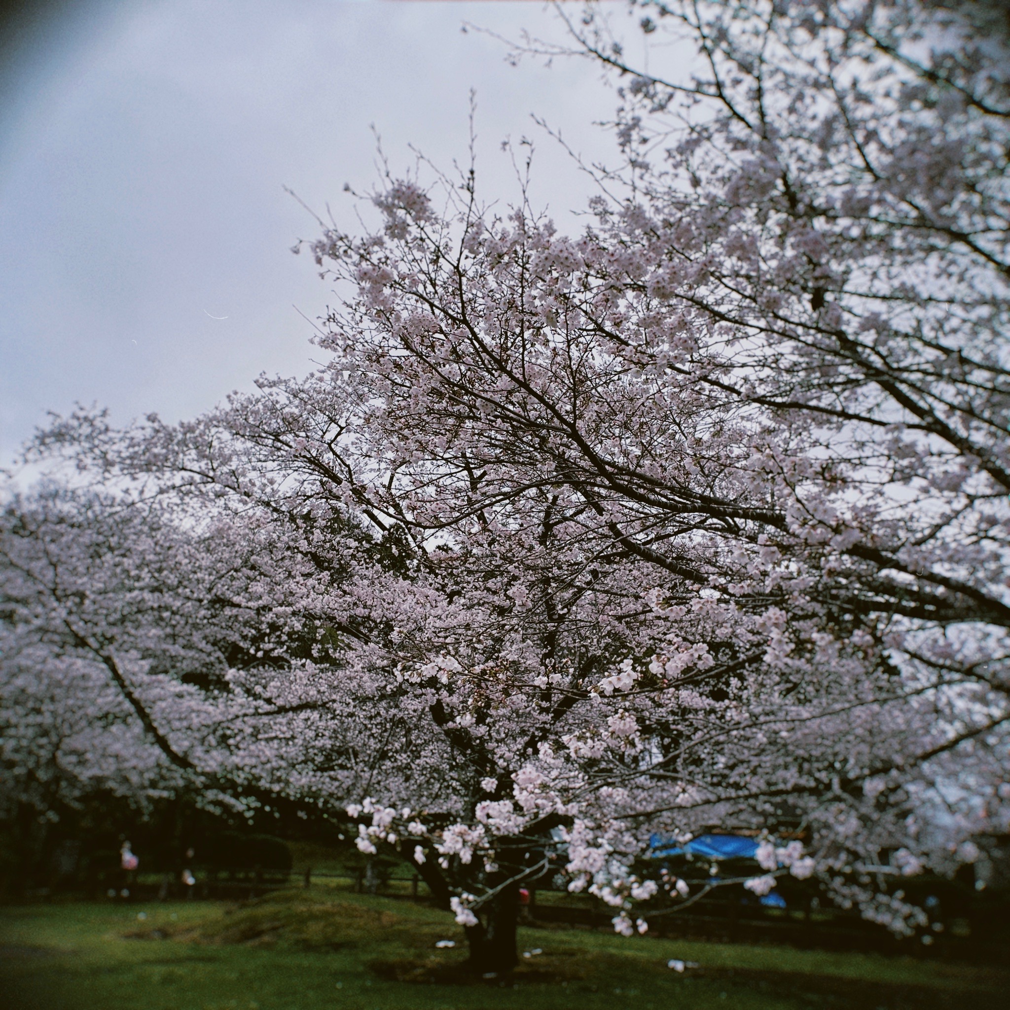 明日から新年度ですね🌸