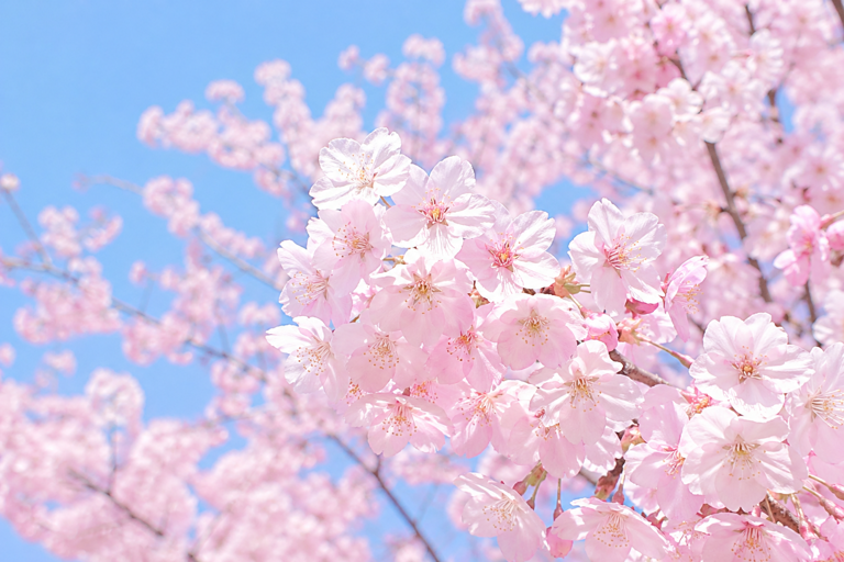 新年度になりました！